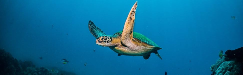 dell_sustainability_main_turtle_image